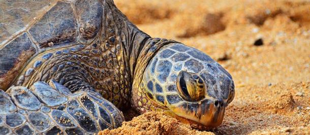Sea-Turtle UNEP 2018