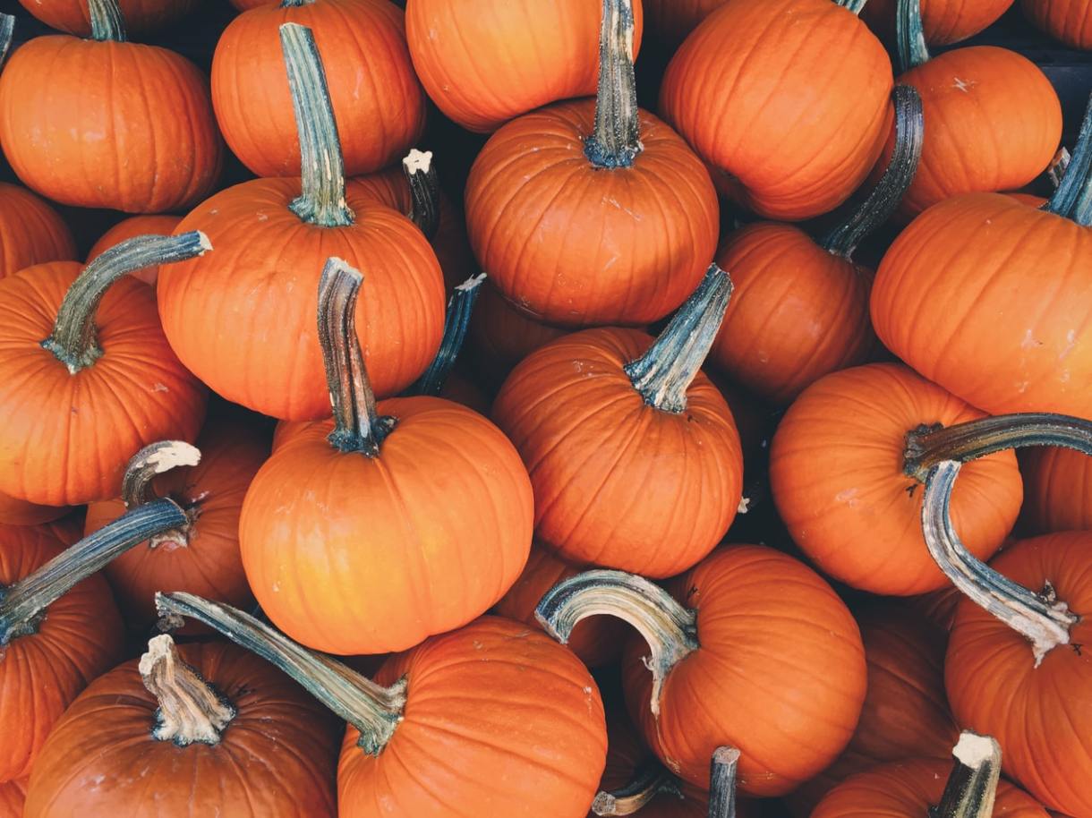 Are Halloween pumpkins a problem for the planet? – The European Sting